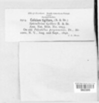 Image Associated With the Occurence